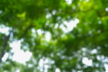 Şehir parkındaki bulanık yeşil ağaç ormanı.