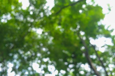 Şehir parkındaki bulanık yeşil ağaç ormanı.