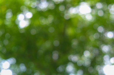 Şehir parkındaki bulanık yeşil ağaç ormanı.