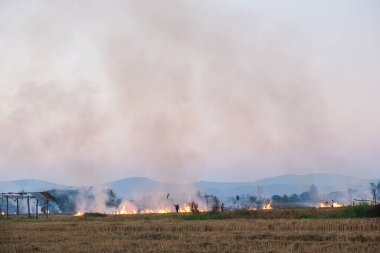 Pirinç ekimi çiftliği yangını tarım endüstrisinden sonra dumanla yanar.