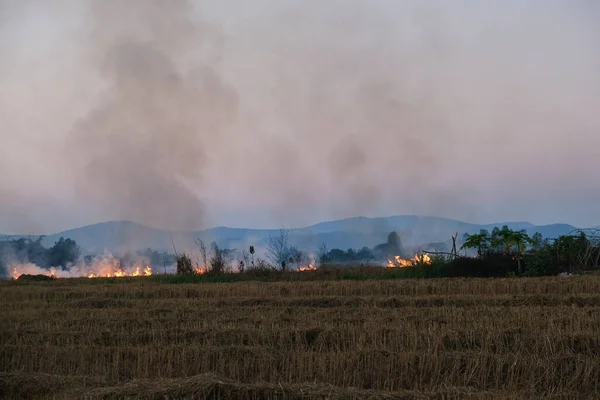 stock image Rice plantation farm fire burn with smole after harvest agricultural industry