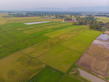 Hava manzaralı çeltik tarlası yeşil tarla doğası tarım endüstrisi