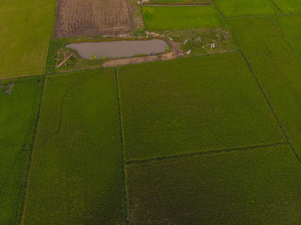 空中景观稻田绿地自然景观农业 — 图库照片
