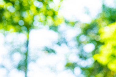 Soyut defocus bulanık yeşil ağaç yaprağı ormanı açık hava yaz parkı doğa arka planı