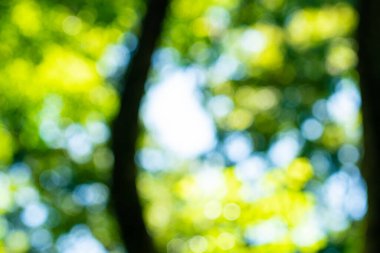 Soyut defocus bulanık yeşil ağaç yaprağı ormanı açık hava yaz parkı doğa arka planı