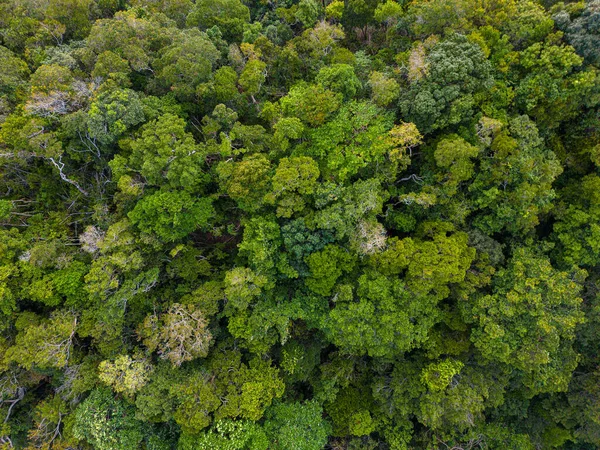 Vista Aérea Montanha Floresta Tropical Com Verde Várias Árvores Natureza — Fotografia de Stock