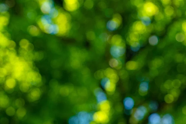 stock image Abstract defocus blurred green tree leaf forest in outdoor summer park nature background