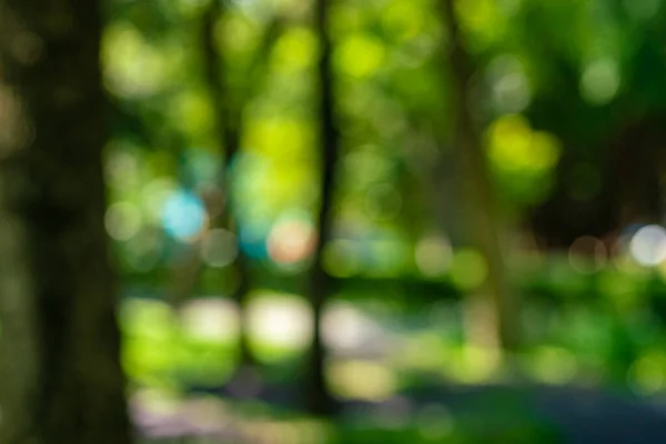 stock image Abstract defocus blurred green tree leaf forest in outdoor summer park nature background