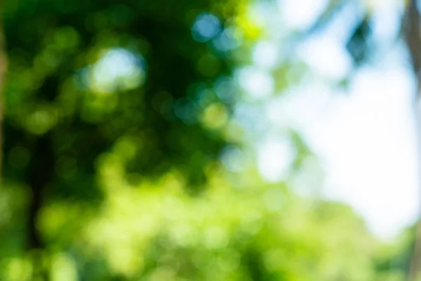 Stock image Abstract defocus blurred green tree leaf forest in outdoor summer park nature background