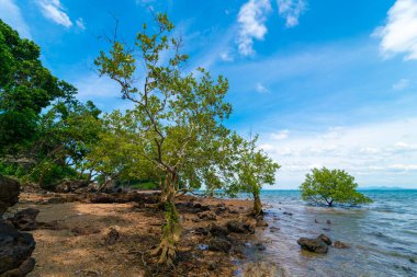 Deniz kıyısı dalgaları tropikal ağaç mavi gökyüzü ve bulutlu yaz tatili doğa manzarası.