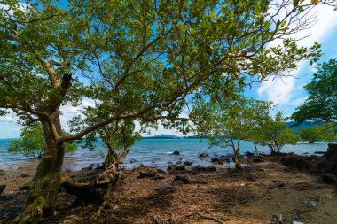 Deniz kıyısı dalgaları tropikal ağaç mavi gökyüzü ve bulutlu yaz tatili doğa manzarası.
