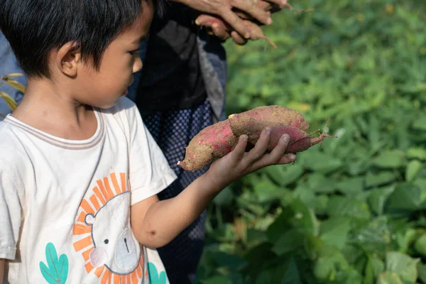 Kindergarten asian boy harvest potato in outdoor farm morning light happy boy