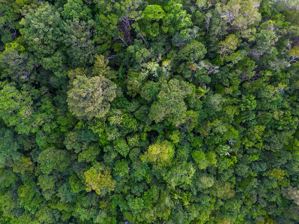 Vista Aérea Verde Tropical Floresta Tropical Montanha Verde Árvore Fundo — Fotografia de Stock