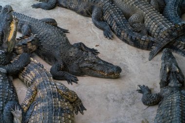 Asyalı timsah eti besler açık çiftlikte ve açık hayvanat bahçesinde uyur.