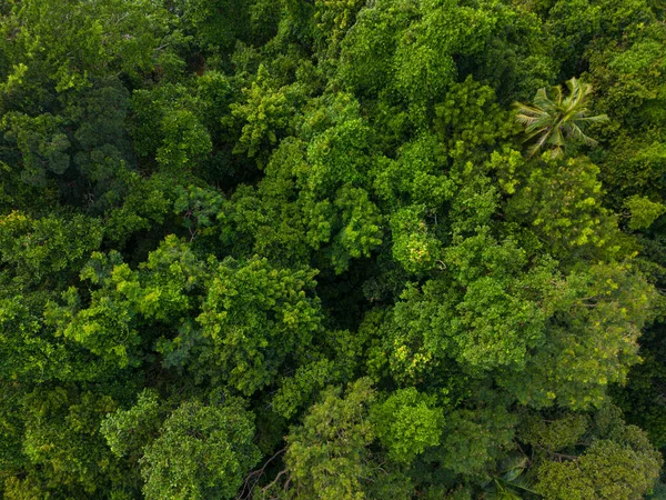 stock image Aerial view green tropical rain forest on mountain green tree background