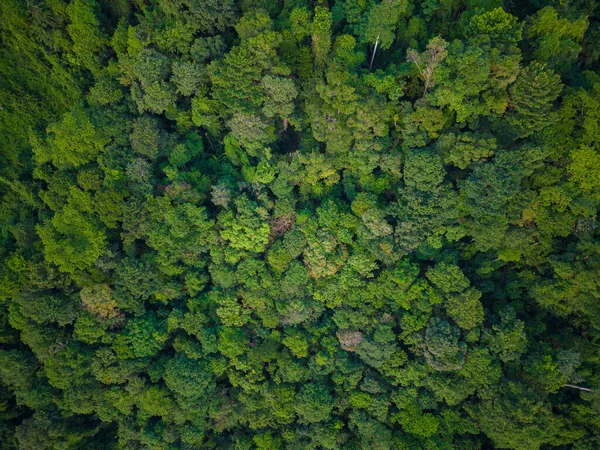 stock image Aerial view green tropical rain forest on mountain green tree background