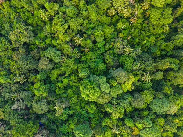 Vista Aérea Verde Tropical Floresta Tropical Montanha Verde Árvore Fundo — Fotografia de Stock