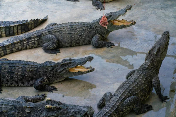 Asian Crocodile Feeding Meat Sleep Outdoor Farm Open Zoo — Stock Photo, Image