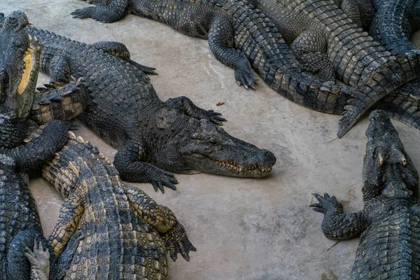 Asian Crocodile Feeding Meat Sleep Outdoor Farm Open Zoo — Stock Photo, Image