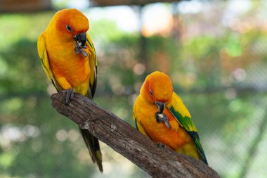 Sarı papağanlar açık hayvanat bahçesinde ağaç kabuğuna tünemiş renkli kuşlar.