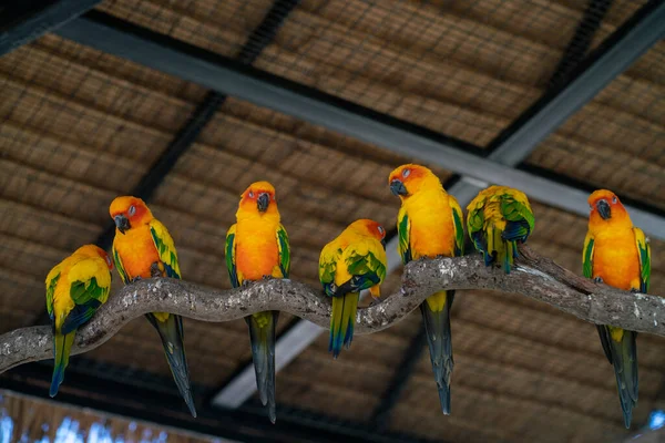 Papagaios Arara Amarelos Polindo Casca Árvore Jardim Zoológico Aberto Pássaro — Fotografia de Stock