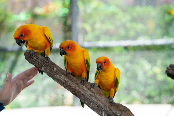 Yellow macaw parrots perching on tree bark in open zoo colorful bird