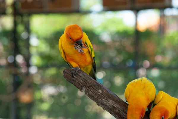 Κίτρινοι Παπαγάλοι Μακάο Σκαρφαλωμένοι Φλοιό Δέντρου Ανοιχτό Ζωολογικό Κήπο Πολύχρωμο — Φωτογραφία Αρχείου