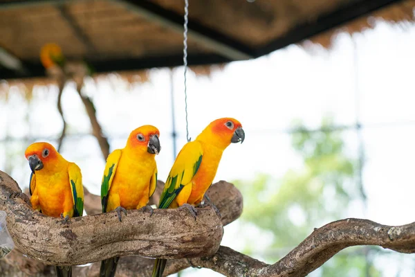 Żółte Papugi Siedzą Krze Drzewa Otwartym Zoo Kolorowy Ptak — Zdjęcie stockowe