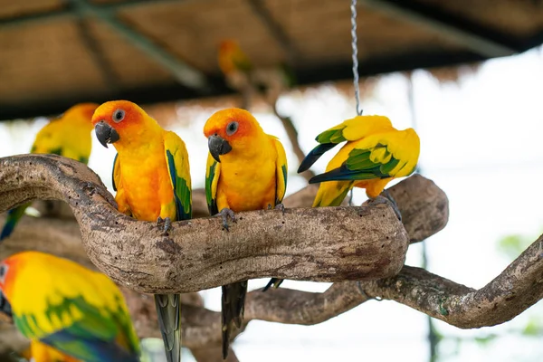 stock image Yellow macaw parrots perching on tree bark in open zoo colorful bird