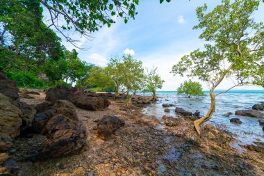 Deniz kıyısı dalgaları tropikal ağaç mavi gökyüzü ve bulutlu yaz tatili doğa manzarası.