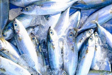 Taze ton balıkları yerel balıkçılık piyasasında omega gıda endüstrisinde satılıyor.