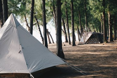 Çam ağacı ormanlarında kamp çadırı, yaz tatili konsepti.