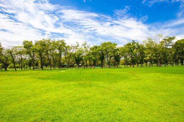 Şehir parkında ağaç ormanı olan yeşil çimenler doğa manzarası