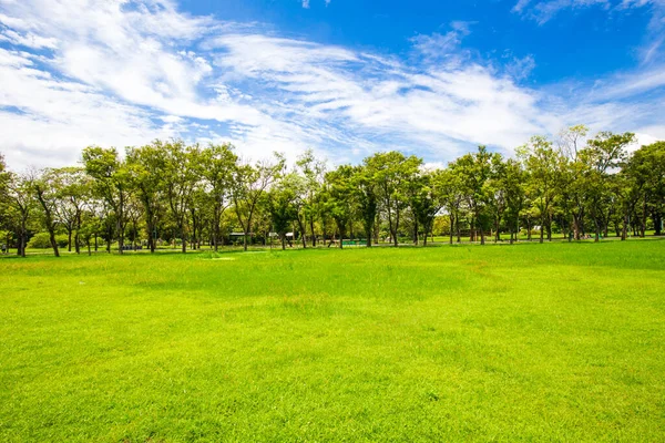 Şehir parkında ağaç ormanı olan yeşil çimenler doğa manzarası