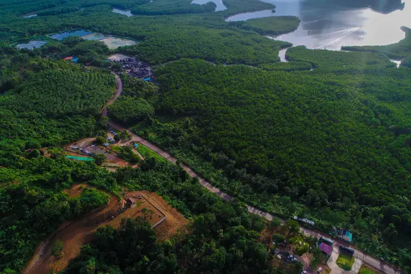Hava manzaralı yeşil mangrov ormanı sabah güneşi deniz manzaralı doğa manzarası
