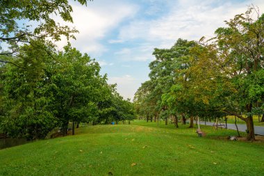 Yeşil ağaç ormanı yeşil çimen açık hava parkında gün batımı mavi gökyüzü doğa arka planına karşı