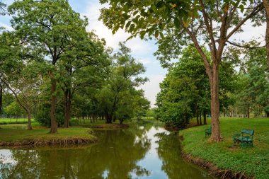 Yeşil ağaç ormanı yeşil çimen açık hava parkında gün batımı mavi gökyüzü doğa arka planına karşı