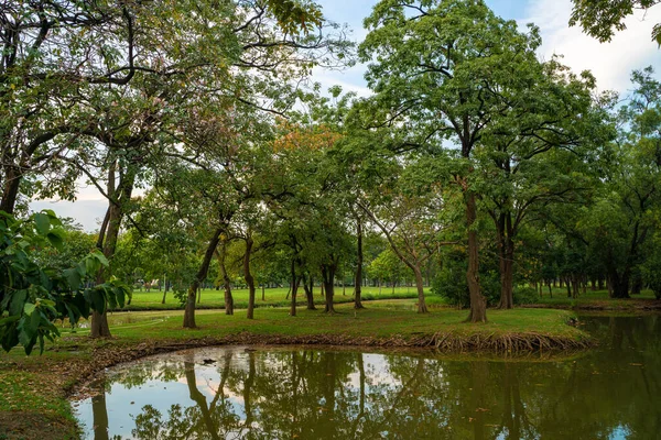 Verde Bosque Árboles Verde Césped Parque Aire Libre Puesta Sol — Foto de Stock