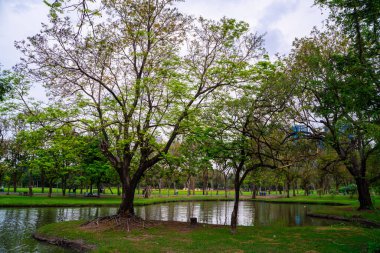 Yeşil ağaç ormanı yeşil çimen açık hava parkında gün batımı mavi gökyüzü doğa arka planına karşı