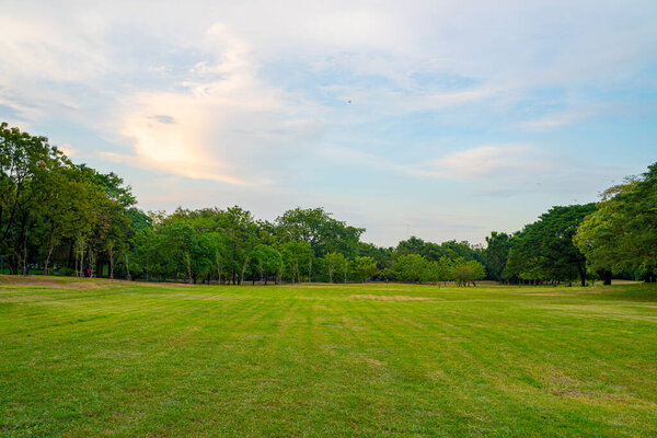Green tree forest green lawn in outdoor park sunset against blue sky nature background
