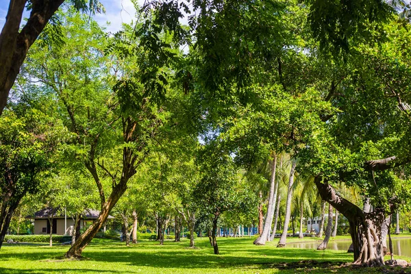 市公園で池晴れた日と緑の都市公園の森 — ストック写真