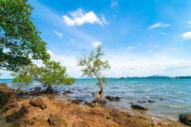 Tropikal deniz taşlı plaj, ağaç mavisi gökyüzü ve bulutlu doğa manzarası.