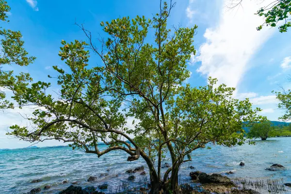 stock image Tropical sea rocky beach with tree blue sky with cloud nature landscape