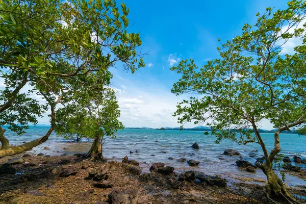 stock image Tropical sea rocky beach with tree blue sky with cloud nature landscape