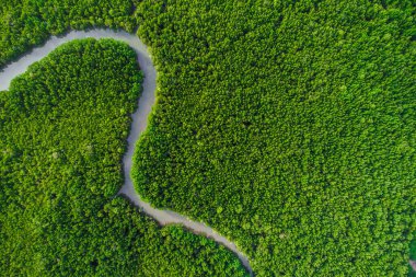 Deniz koyundaki tropik yeşil mangrov ormanı ekoloji sistemi hava manzarası