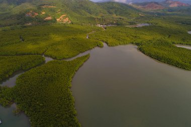 Hava manzaralı yeşil tropikal mangrov ormanları sabah güneşli doğa manzarası