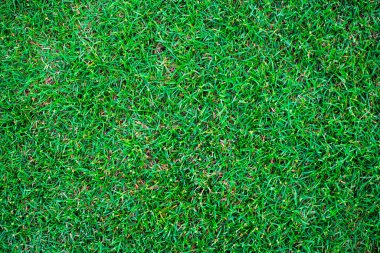 Green nature grass texture empty grass background top view