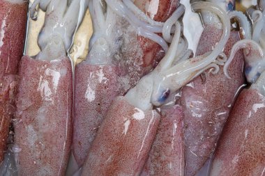 Deniz ürünleri pazarında taze çiğ muz kalamarı satılıyor.