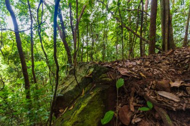 Tropical gree tree forest nature landscape trekking nature background