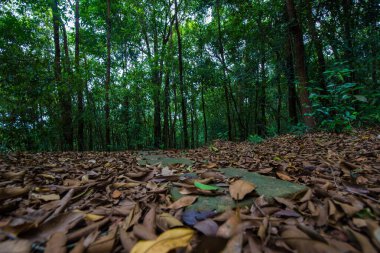 Tropical gree tree forest nature landscape trekking nature background